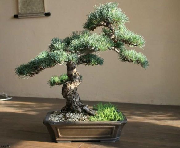 Growing pine bonsai