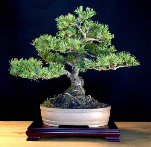 Growing pine bonsai