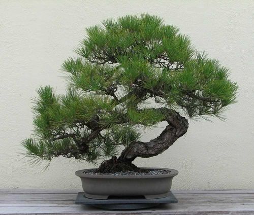 Growing pine bonsai