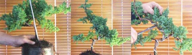 Growing pine bonsai