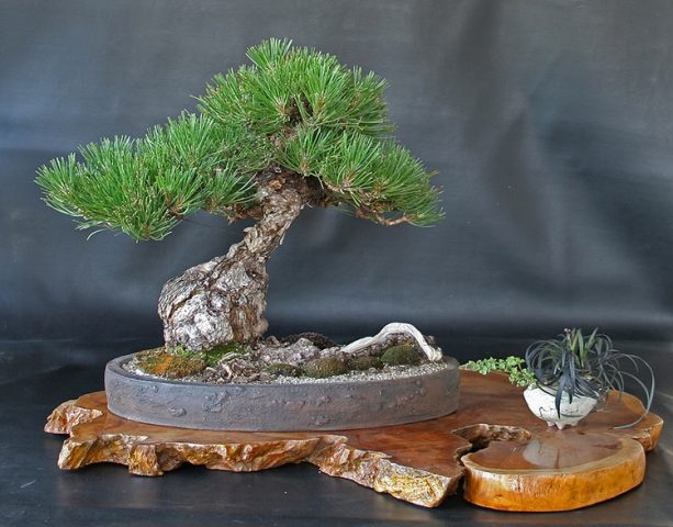 Growing pine bonsai