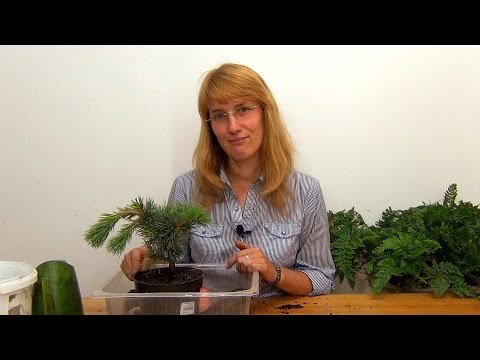 Growing pine bonsai