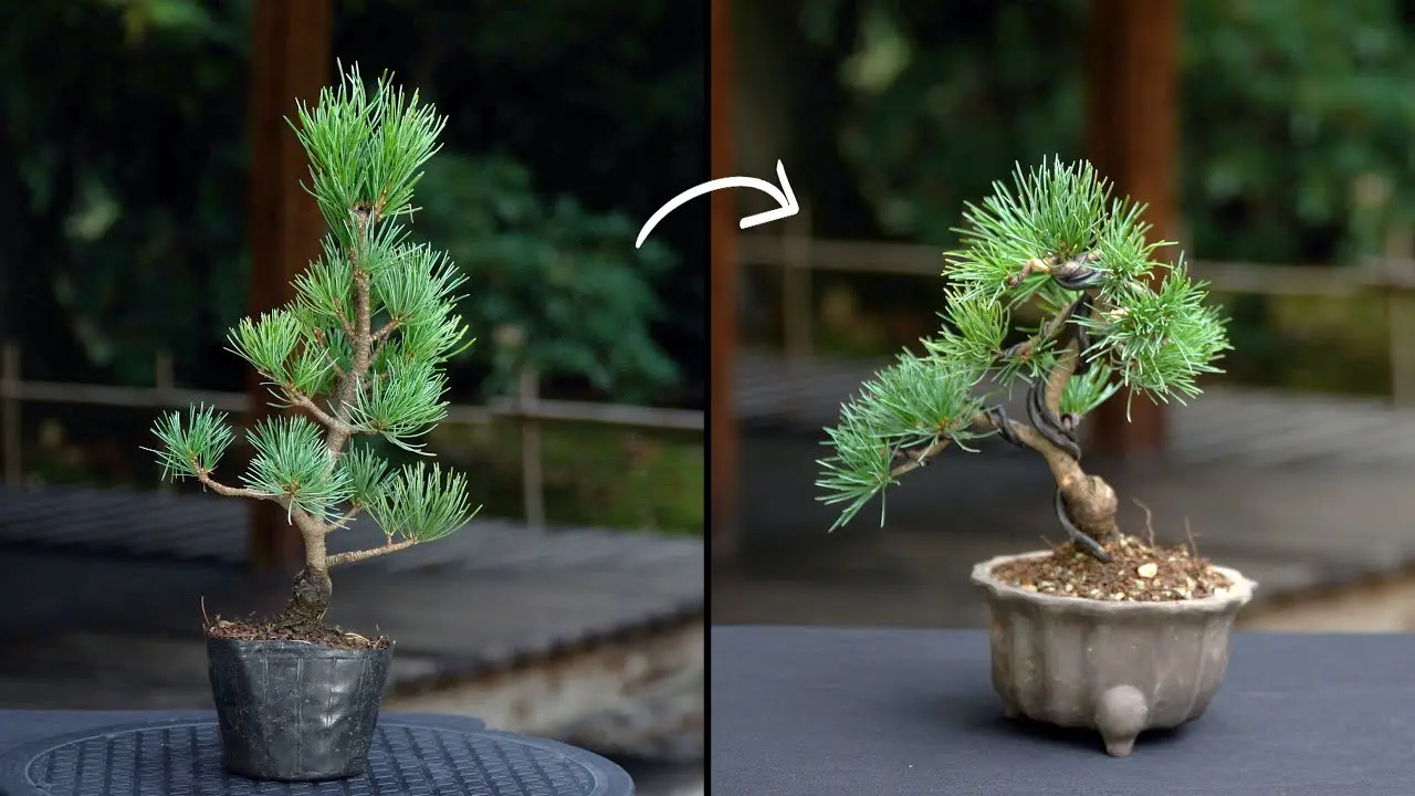 Growing pine bonsai