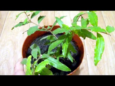 Growing pomegranate at home in a pot