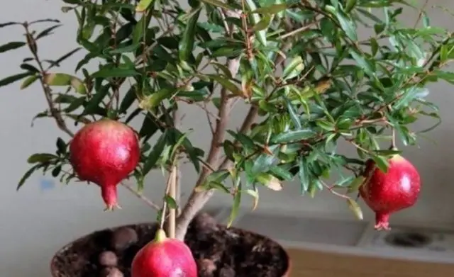 Growing pomegranate at home in a pot