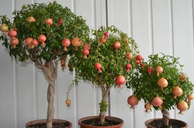 Growing pomegranate at home in a pot