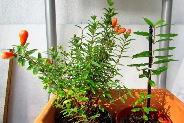 Growing pomegranate at home in a pot