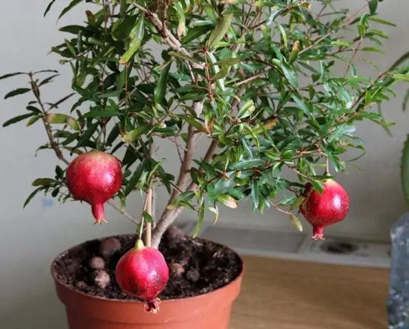 Growing pomegranate at home in a pot