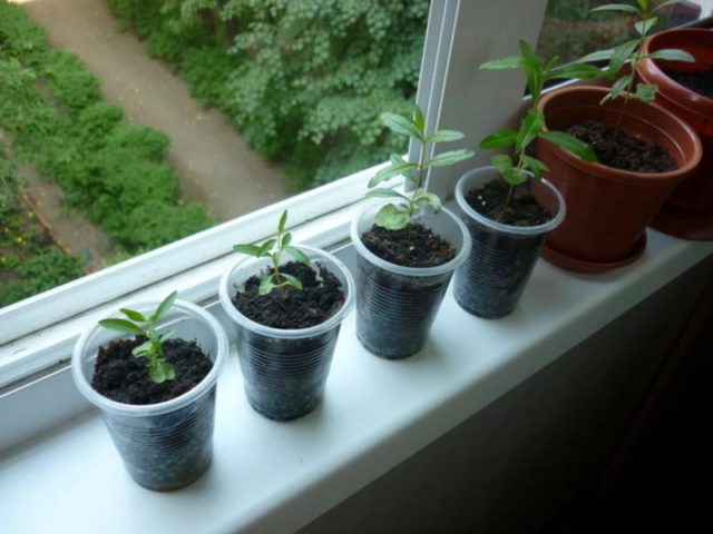 Growing pomegranate at home in a pot