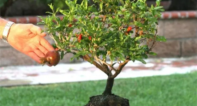 Growing pomegranate at home in a pot