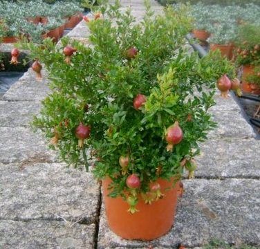 Growing pomegranate at home in a pot