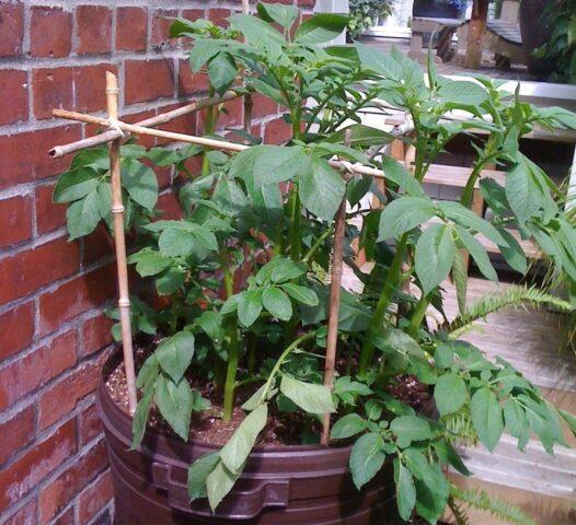 Growing potatoes in a barrel: technology, video, reviews