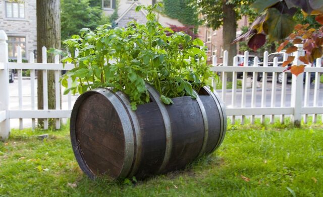 Growing potatoes in a barrel: technology, video, reviews