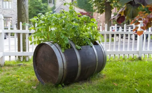 Growing potatoes in a barrel: technology, video, reviews