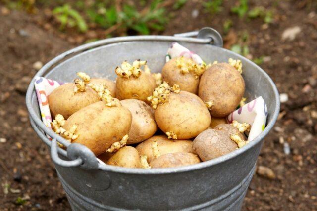 Growing potatoes in a barrel: technology, video, reviews