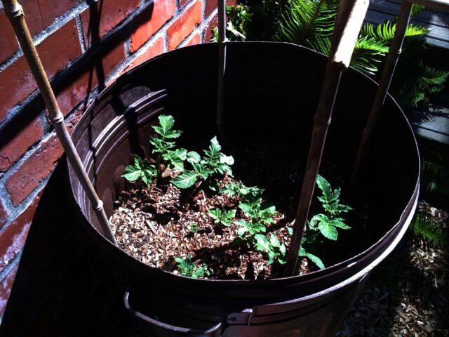 Growing potatoes in a barrel: technology, video, reviews