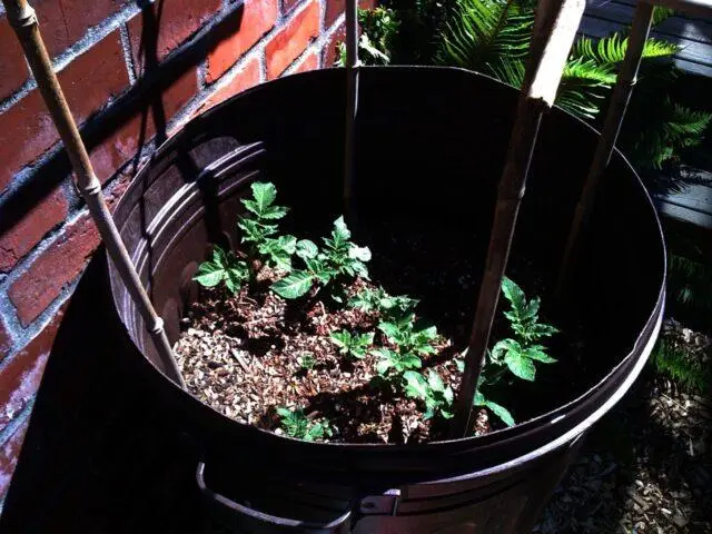 Growing potatoes in a barrel: technology, video, reviews