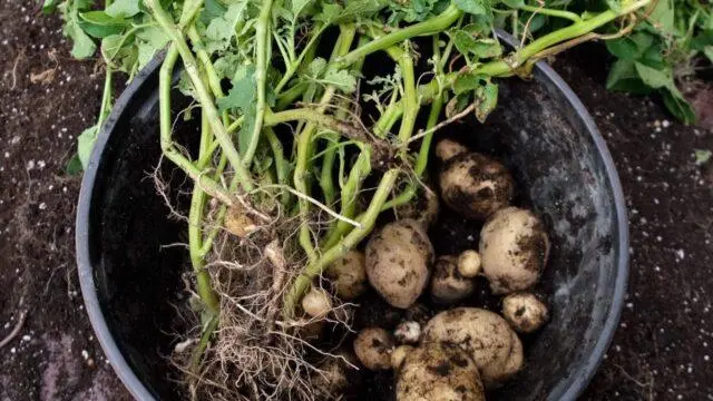 Growing potatoes in a barrel: technology, video, reviews