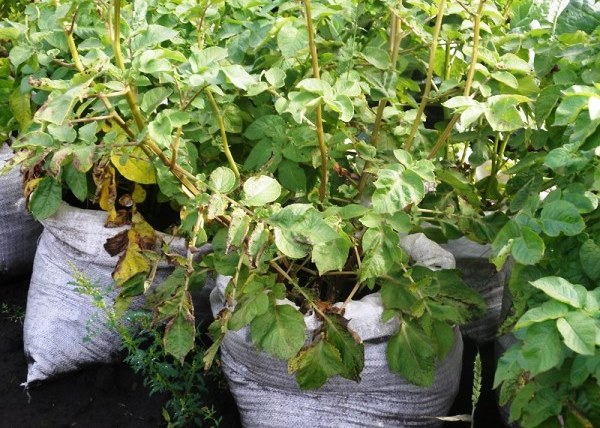 Growing potatoes in bags: step by step instructions