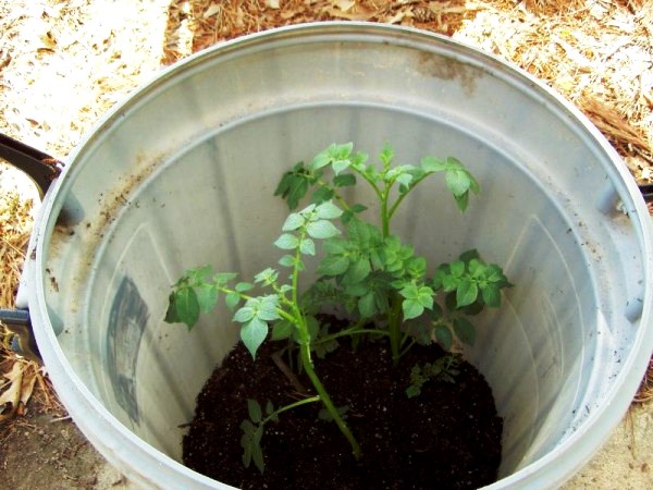 Growing potatoes in bags: step by step instructions