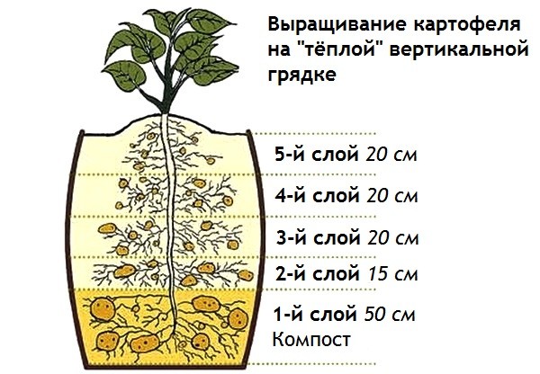 Growing potatoes in bags: step by step instructions