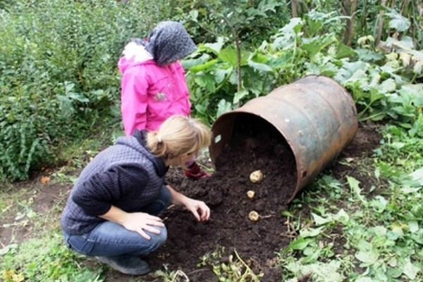 Growing potatoes in bags: step by step instructions