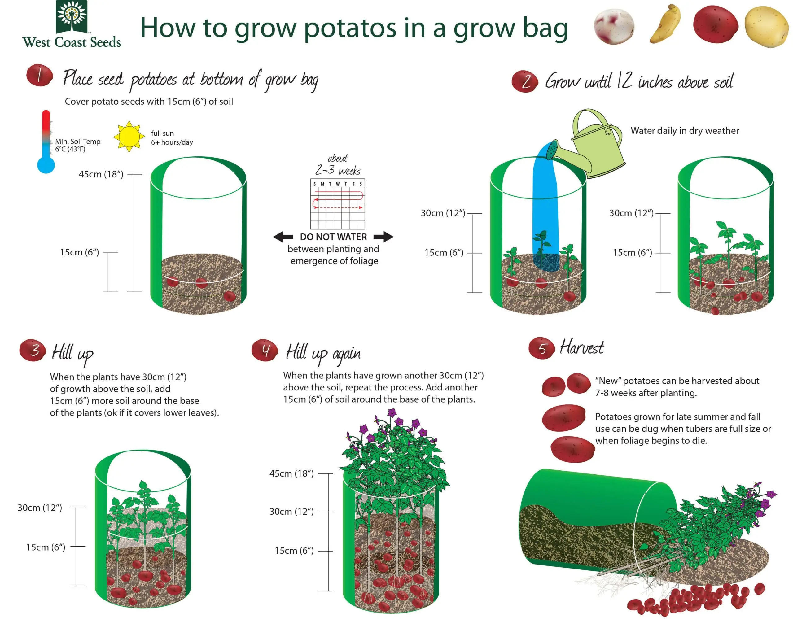 Growing potatoes in bags: step by step instructions