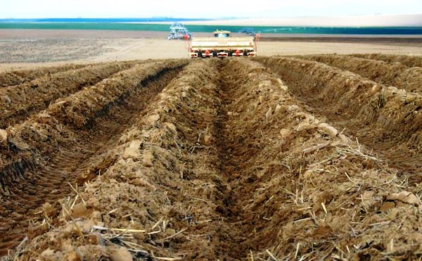 Growing potatoes using Dutch technology