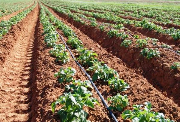 Growing potatoes using Dutch technology