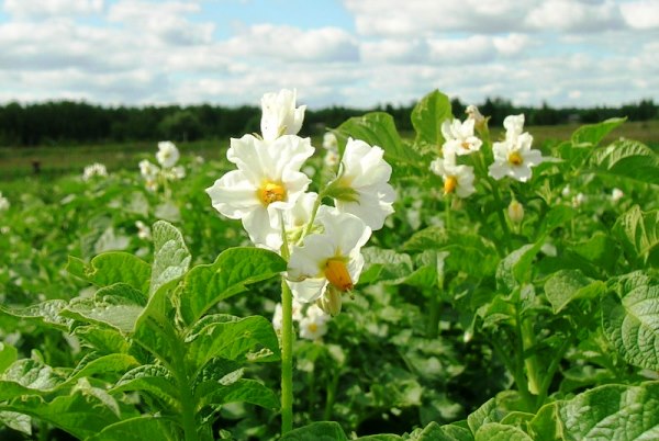 Growing potatoes using Dutch technology