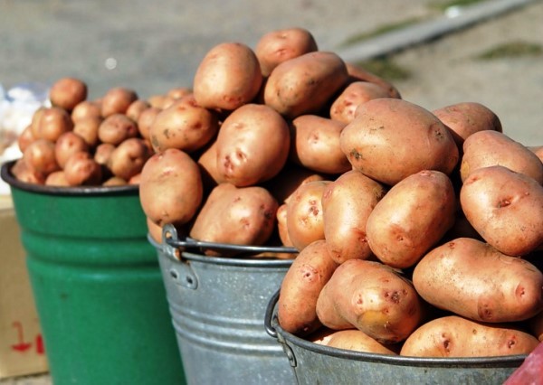 Growing potatoes using Dutch technology