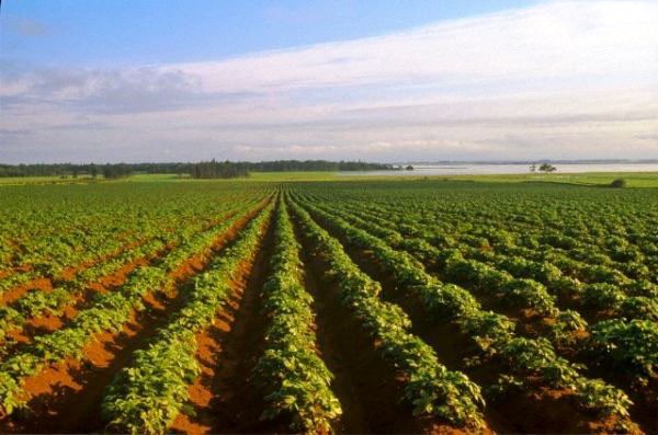 Growing potatoes using Dutch technology