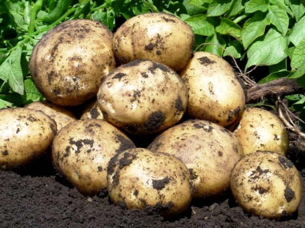 Growing potatoes using Dutch technology