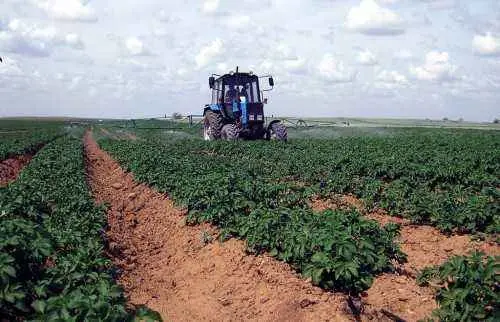 Growing potatoes using Dutch technology