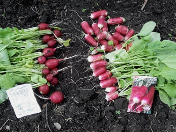 Growing radishes in a greenhouse: early spring or late autumn