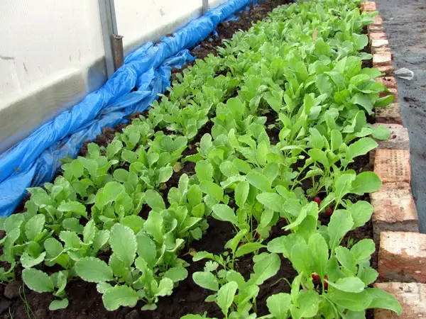 Growing radishes in a greenhouse: early spring or late autumn