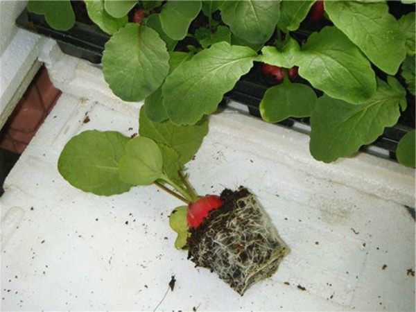 Growing radishes in a greenhouse: early spring or late autumn