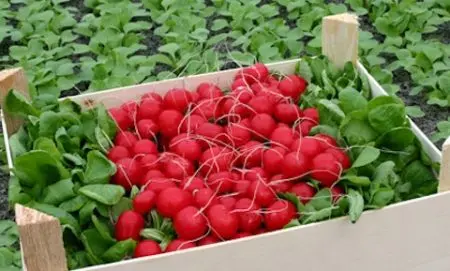 Growing radishes in a greenhouse: early spring or late autumn