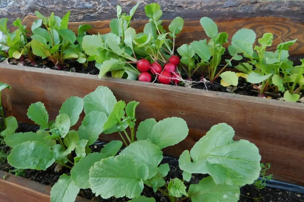 Growing radishes in a greenhouse: early spring or late autumn