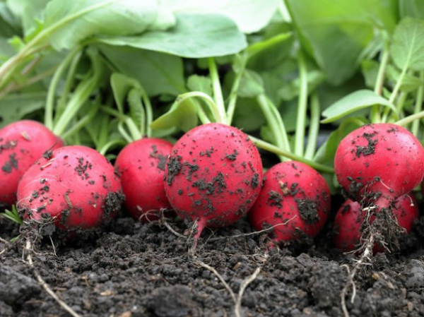 Growing radishes in open ground: rules