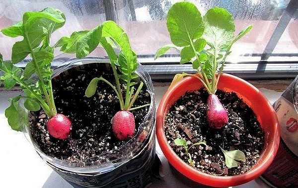 Growing radishes in open ground: rules