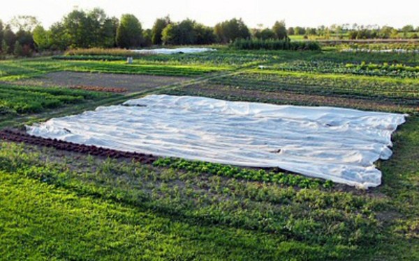 Growing radishes in open ground: rules