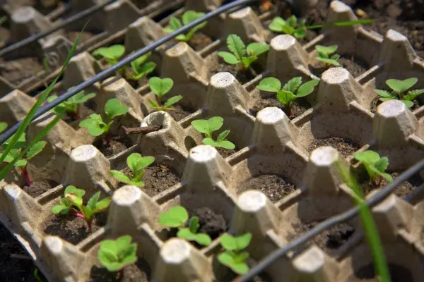 Growing radishes in open ground: rules