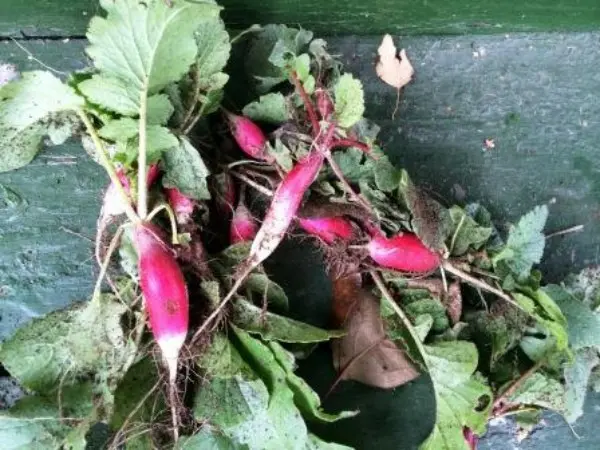 Growing radishes in open ground: rules