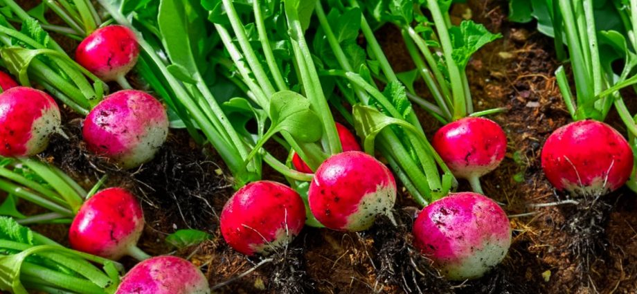 Growing radishes in open ground: rules