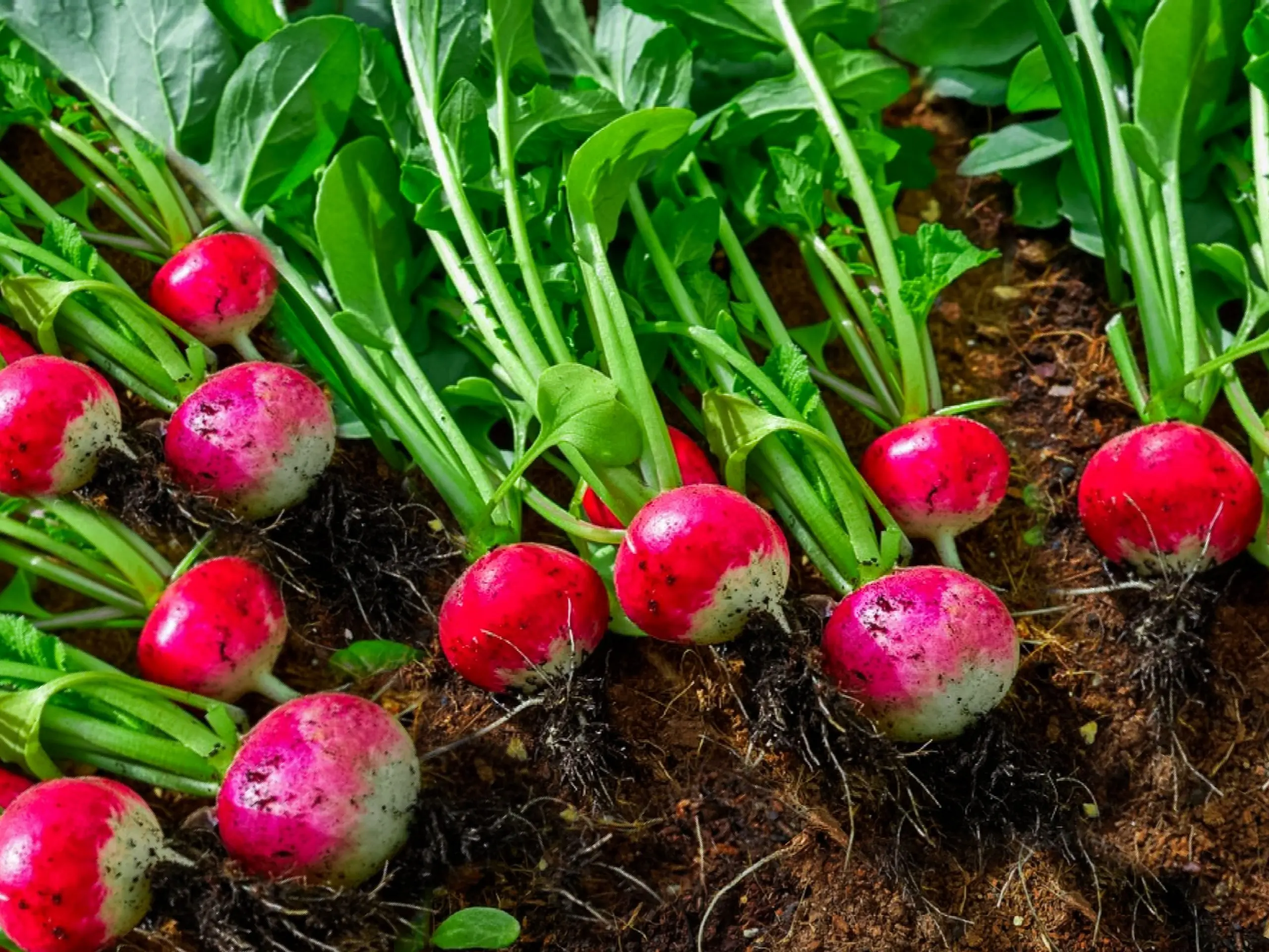 Growing radishes in open ground: rules