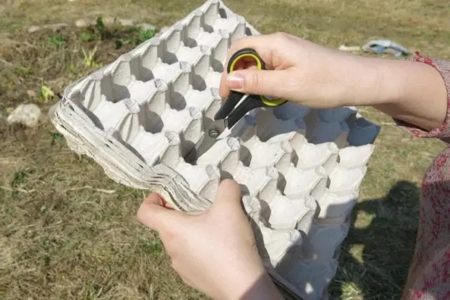 Growing radishes in trays (cassettes) from under eggs