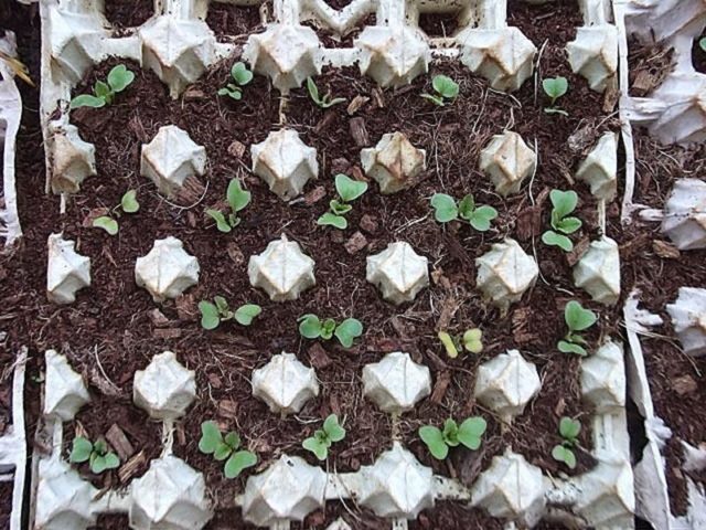 Growing radishes in trays (cassettes) from under eggs