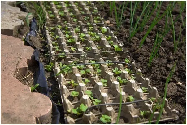 Growing radishes in trays (cassettes) from under eggs