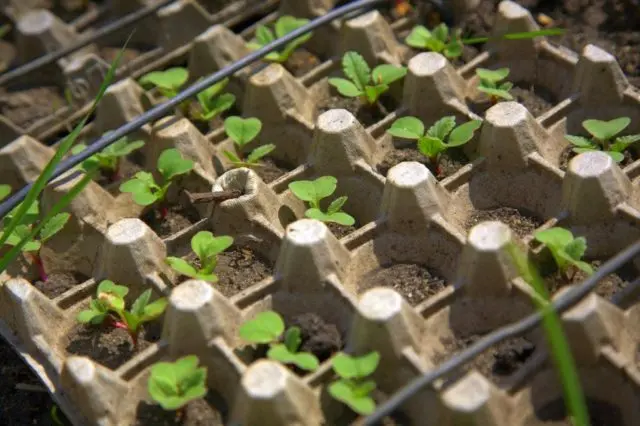 Growing radishes in trays (cassettes) from under eggs